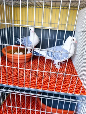 বুলু সাটিং রানিং পেয়ার