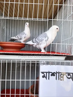 বুলু সাটিং রানিং পেয়ার
