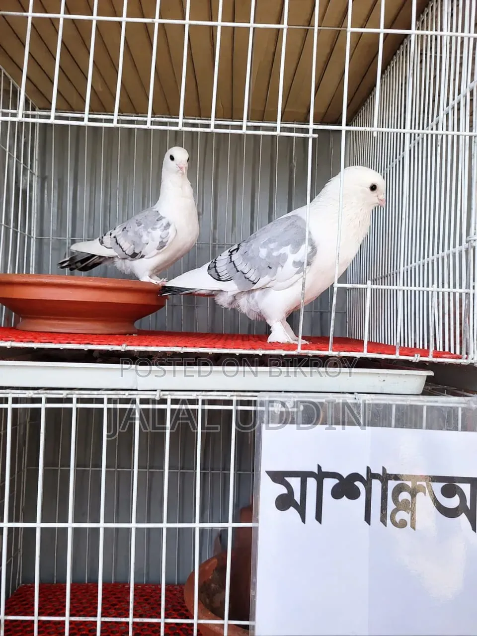 বুলু সাটিং রানিং পেয়ার