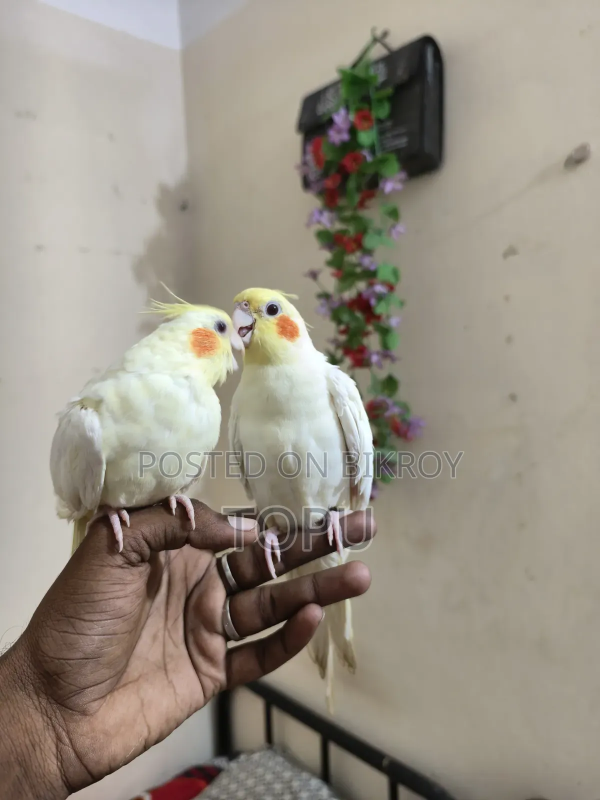 টেম করা ককাটেল পাখি