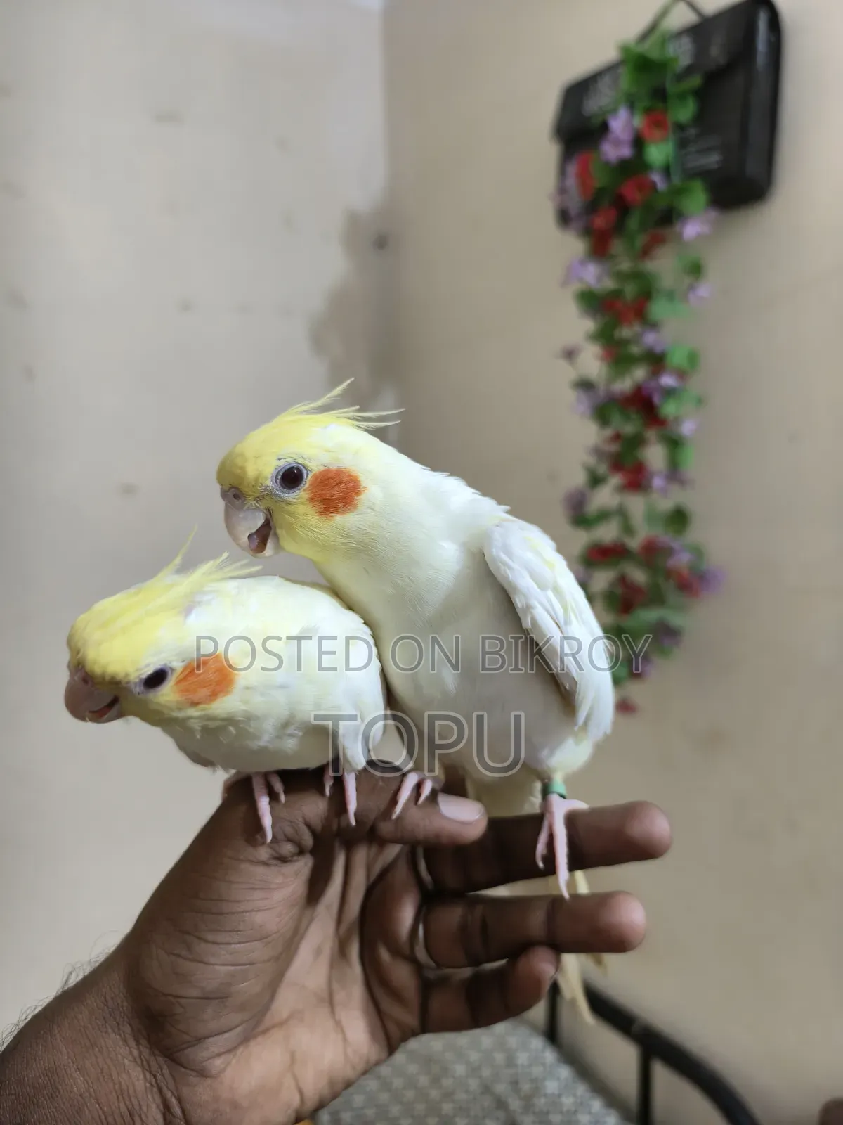 টেম করা ককাটেল পাখি