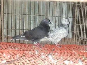 গিরীবাজ রানিং পেয়ার