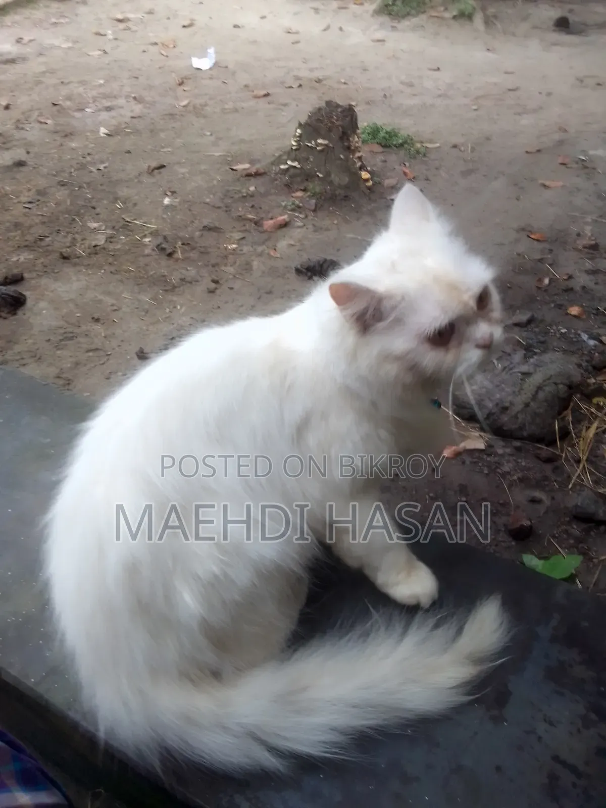 1+ year Female Purebred Persian