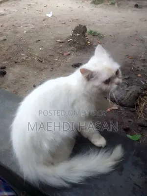 1+ year Female Purebred Persian