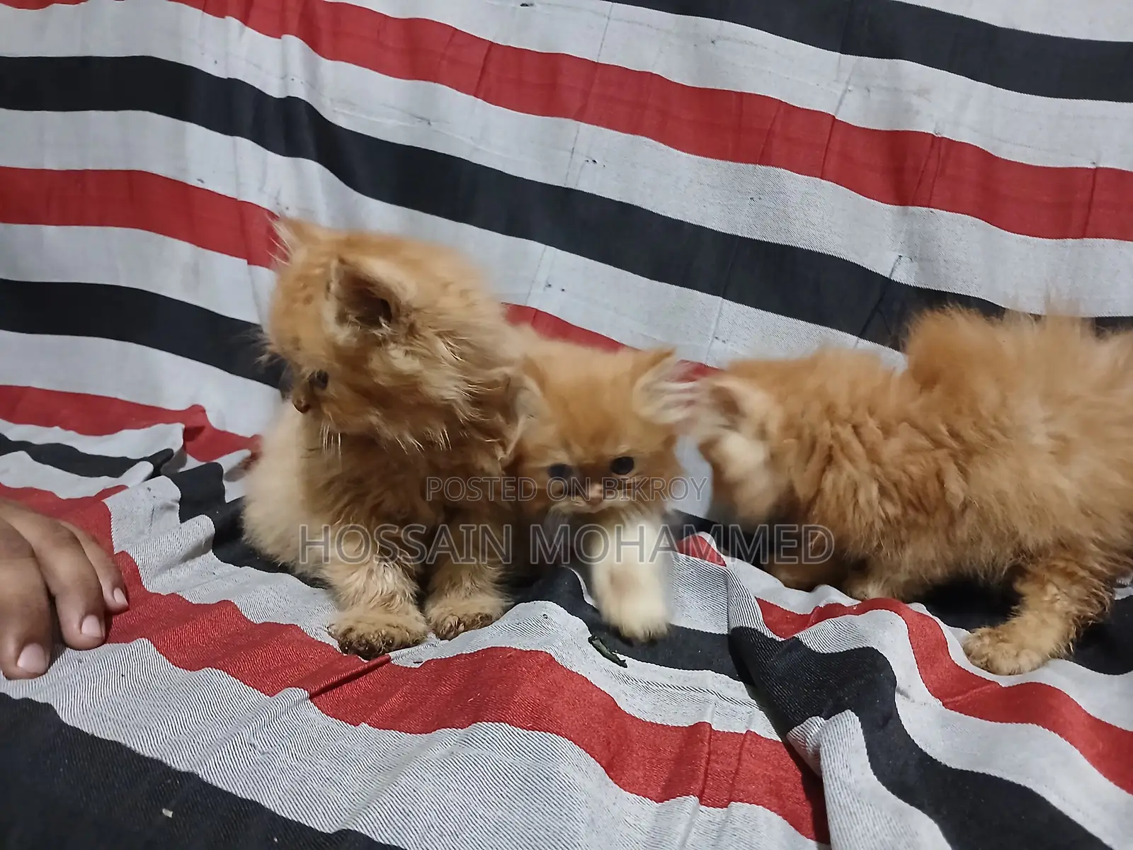 1-3 months Male Purebred Persian