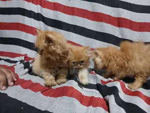 1-3 months Male Purebred Persian