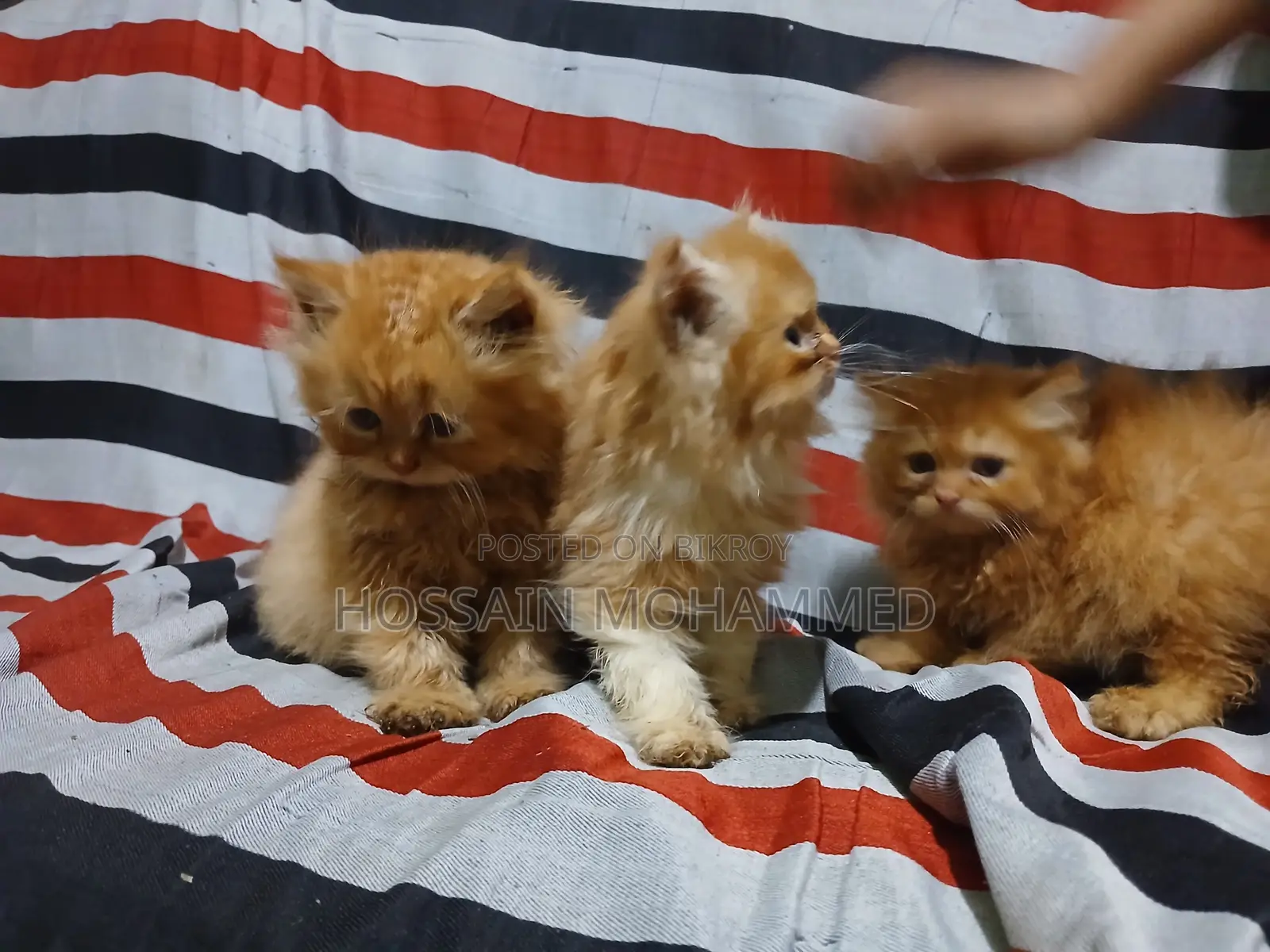 1-3 months Male Purebred Persian