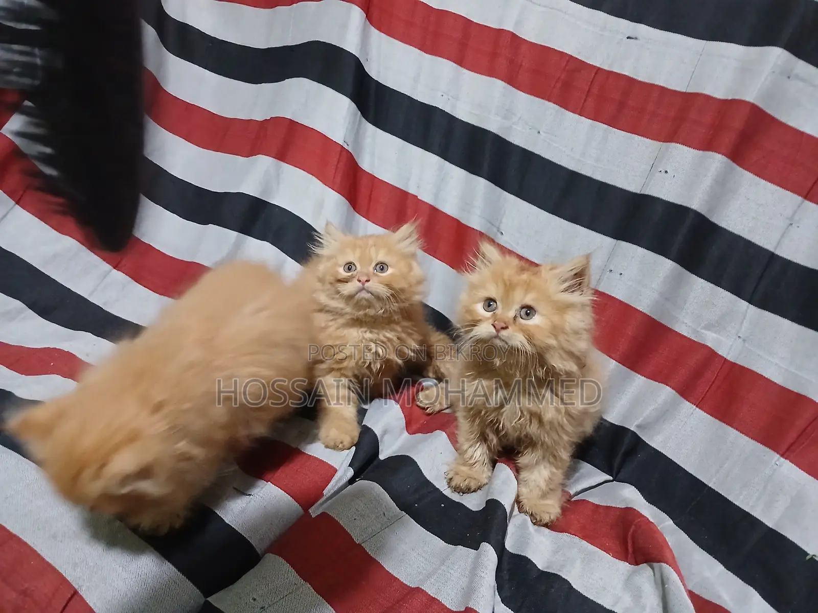 1-3 months Male Purebred Persian