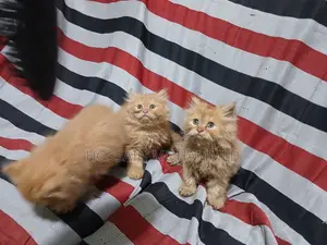 1-3 months Male Purebred Persian