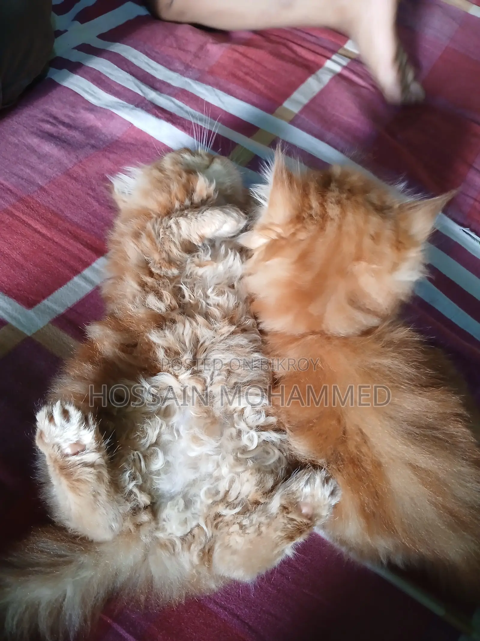 1-3 months Male Purebred Persian