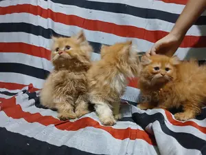 1-3 months Male Purebred Persian