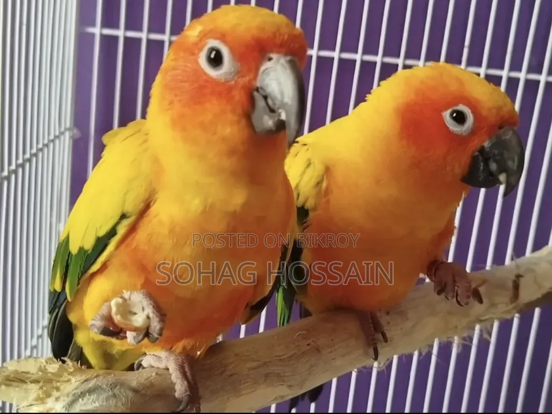 সানকুনুর পাখি টেম মাস্টার পেয়ার