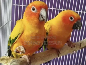 সানকুনুর পাখি টেম মাস্টার পেয়ার