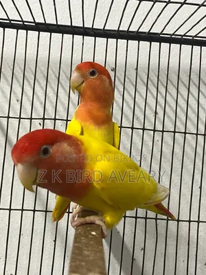 Red Head Opaline Love Bird Pair