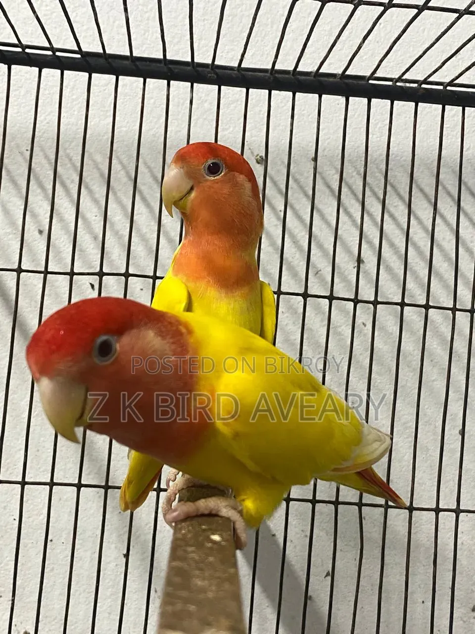 Red Head Opaline Love Bird Pair