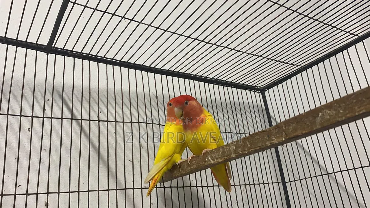 Red Head Opaline Love Bird Pair