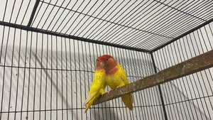 Red Head Opaline Love Bird Pair