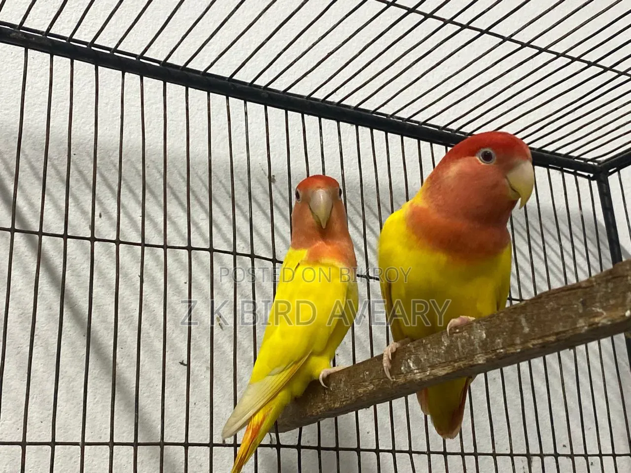 Red Head Opaline Love Bird Pair