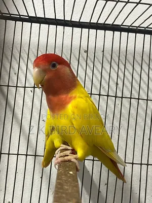 Red Head Opaline Love Bird Pair