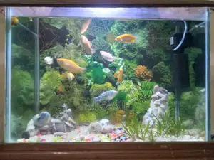 মাছসহ অ্যাকুরিয়াম বিক্রয়