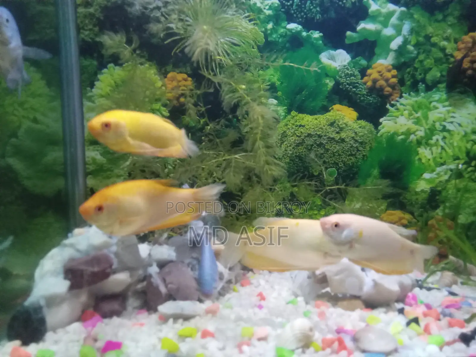 মাছসহ অ্যাকুরিয়াম বিক্রয়