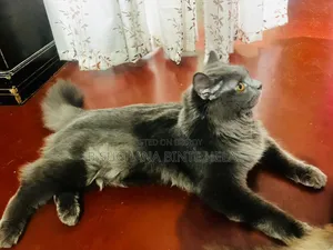 6-12 Months Male Purebred Persian