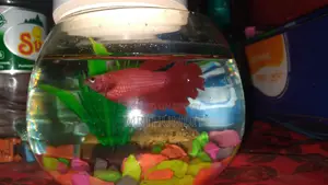 Ultra Red Betta