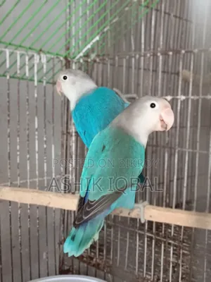 1 Pair, Fisher Adult Love Bird Ready to Breed