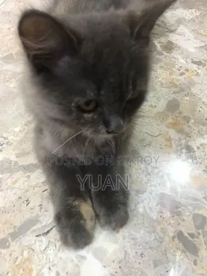 ৩-৬ মাসের মেইল মিক্সড ব্রিড মেইন কুয়ুন
