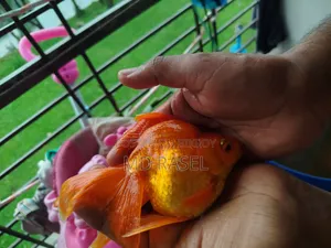 উন্নত জাতের বিদেশী Adult Gold Fish.