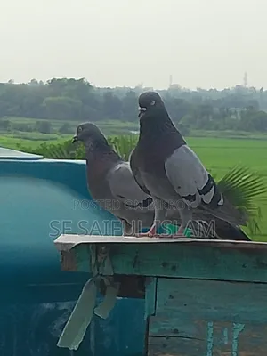 সবজি কবুতর