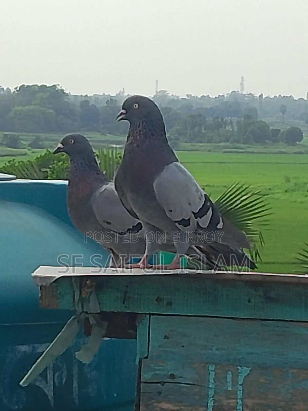 সবজি কবুতর