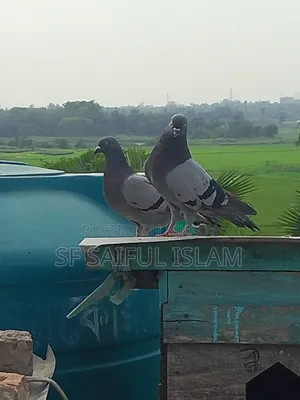 সবজি কবুতর