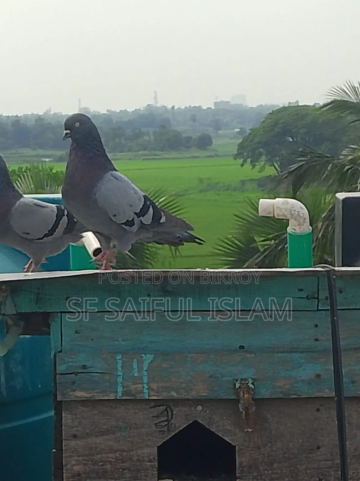 সবজি কবুতর