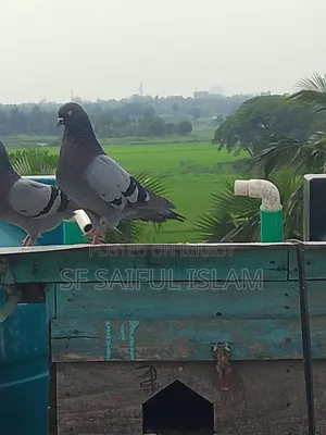 সবজি কবুতর