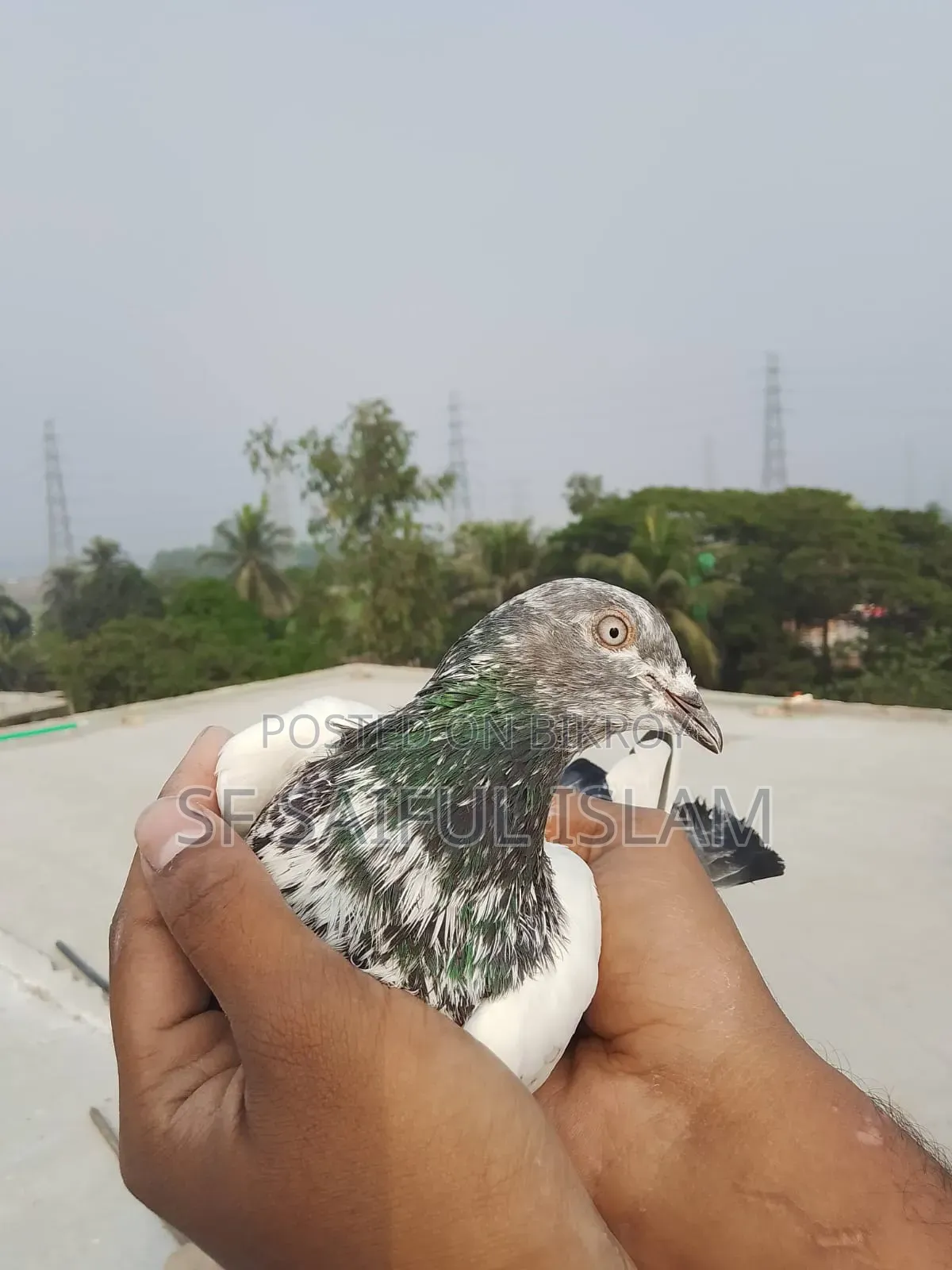 সবজি কবুতর