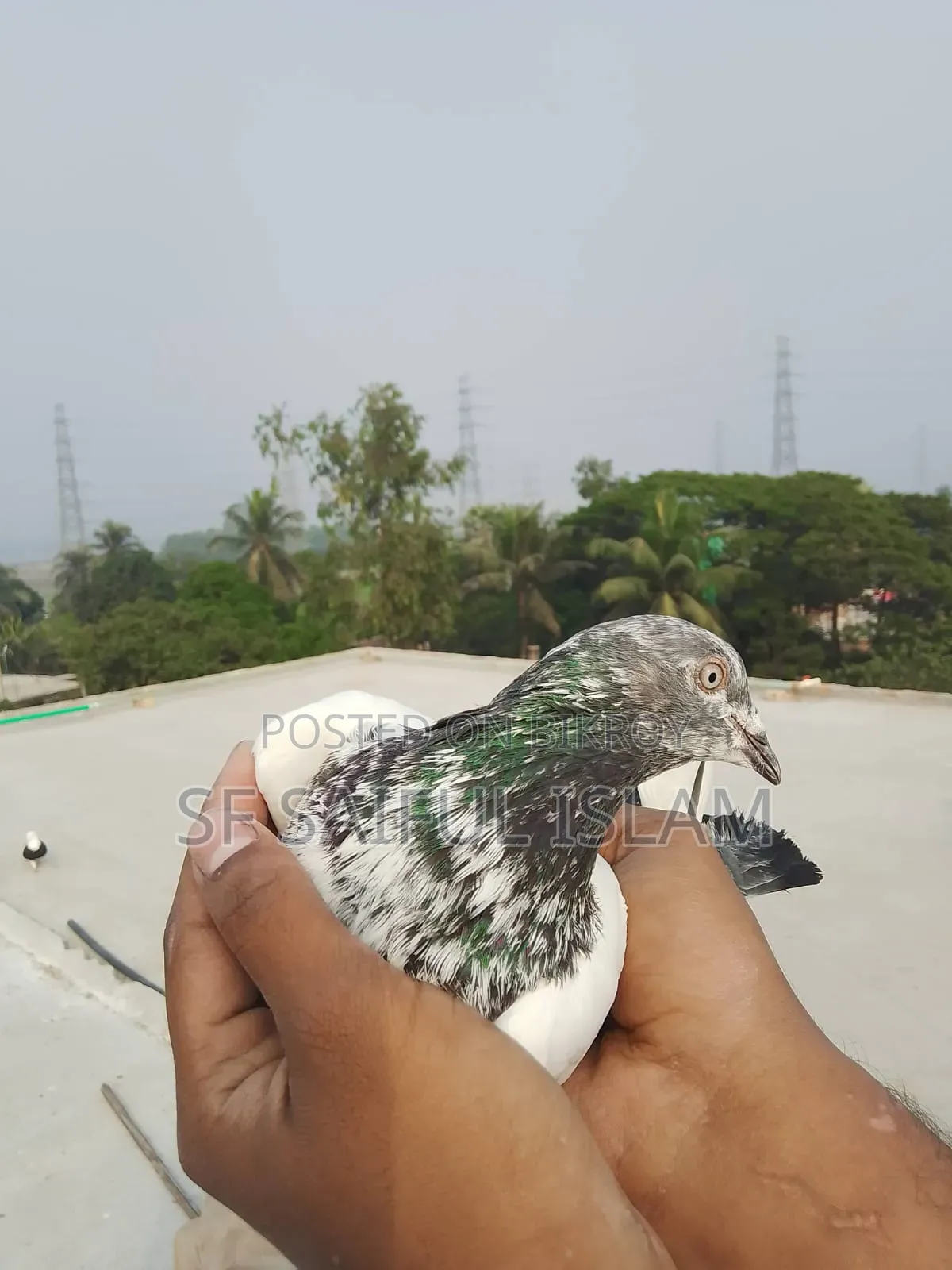সবজি কবুতর
