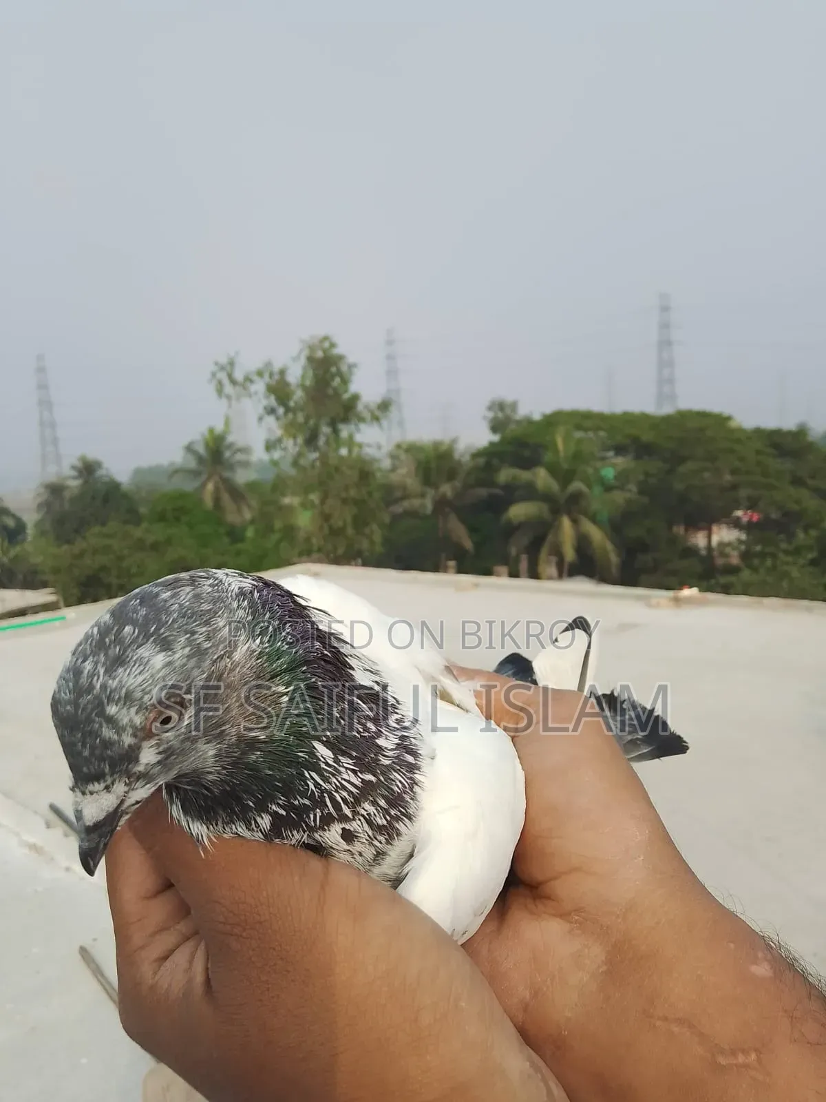 সবজি কবুতর