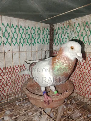 রানিং দুইটা মিলি রেচার  নর বিক্রি হবে