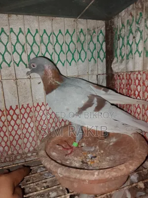 রানিং দুইটা মিলি রেচার  নর বিক্রি হবে