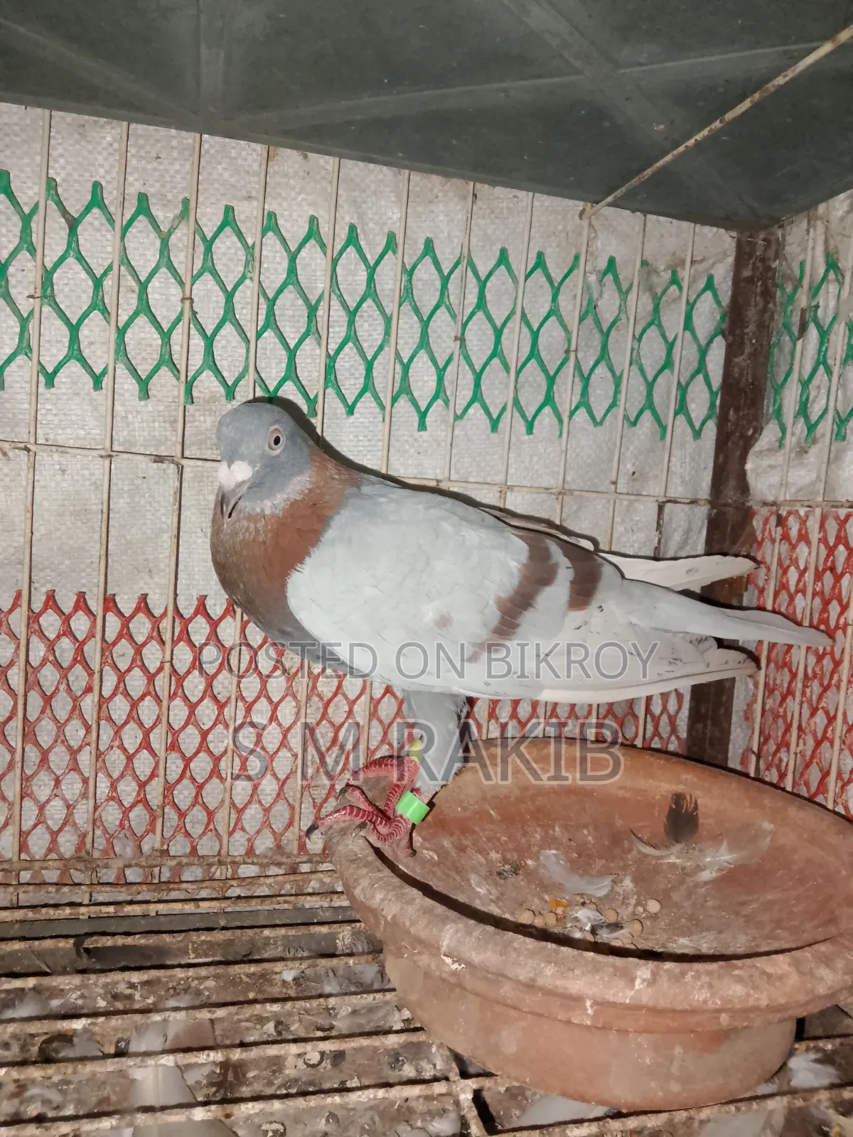 রানিং দুইটা মিলি রেচার  নর বিক্রি হবে