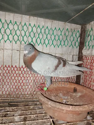 রানিং দুইটা মিলি রেচার  নর বিক্রি হবে