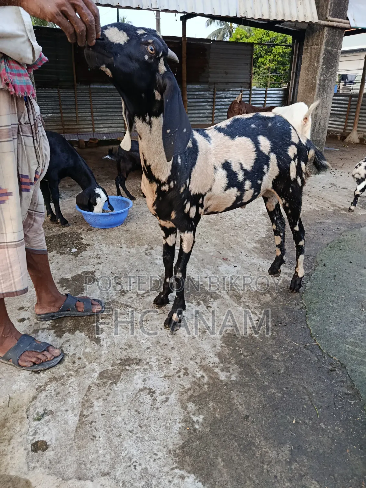 ঘরের পোশা খাশী ছাগল