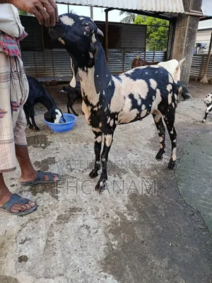 ঘরের পোশা খাশী ছাগল