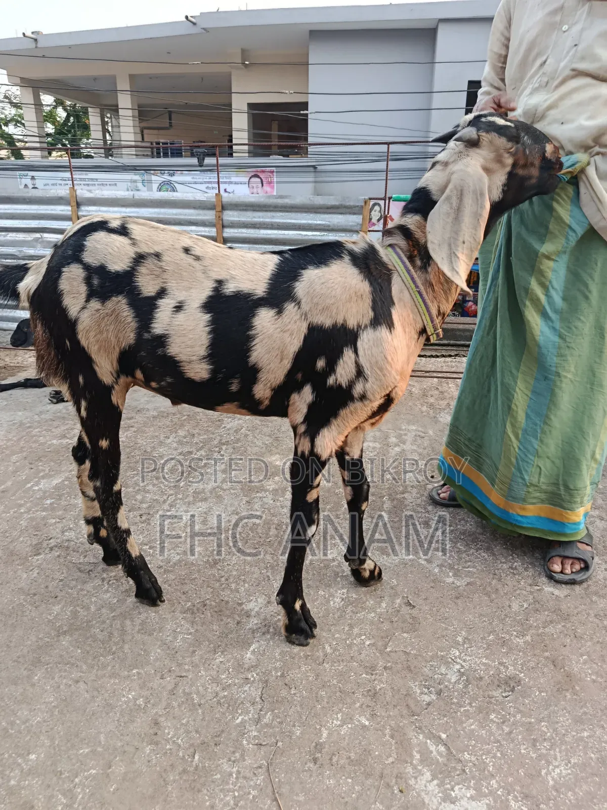 ঘরের পোশা খাশী ছাগল