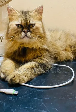 1+ year Female Purebred Persian