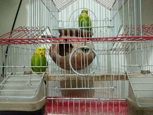 এই পাখির জোরা বিক্রি করা হবে