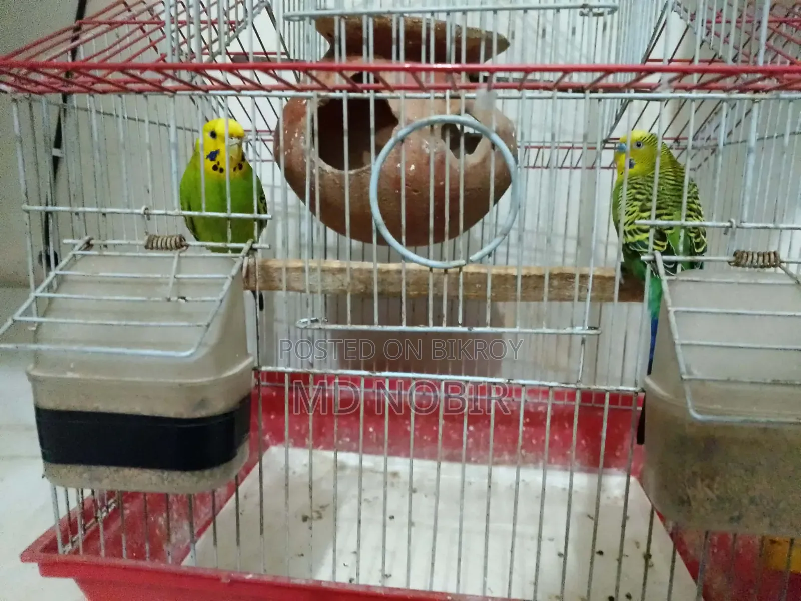 এই পাখির জোরা বিক্রি করা হবে