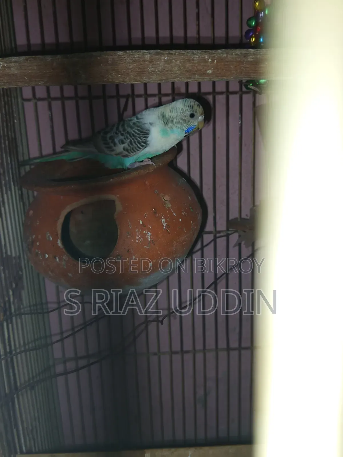 তিনটা খাঁচা এক একটি বড় খাঁচা দুটি ছোট খাঁচা আর দুই জোড়া বাজিগার
