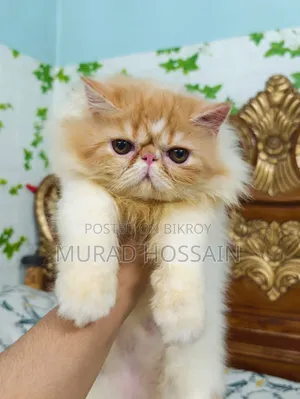 1-3 months Female Purebred Exotic